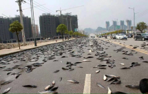 هل ممكن للسماء أن تُمطر سمكا ؟! - شاهدوا الصور 